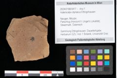 Foto (Objekt + Etikett) von Asterocalyx styriacus Ettingshausen (NHMW-GEO-2024-0188-0417)